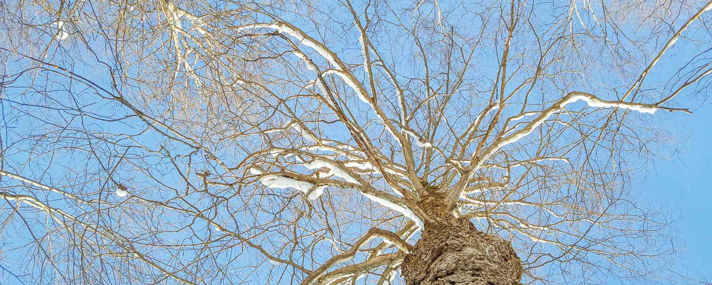 A Maple Tree