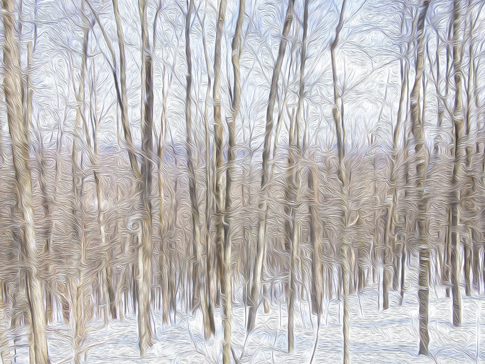 Mansfield Maple Winter Scene